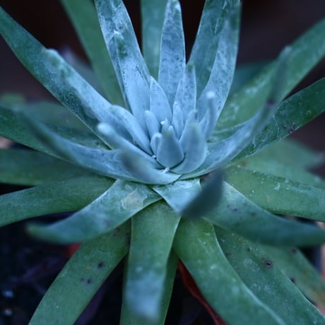 ダドレア ブリトニー／Dudleya brittonii    no.111416