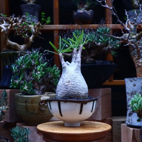 パキポディウム  グラキリス／Pachypodium  gracilius       no.53003