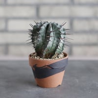 Euphorbia horrida × N/OH (3号)  no.510/40
