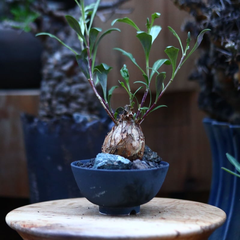 オトンナ ロバタ／Othonna lobata no.120532 | 芽の巣山