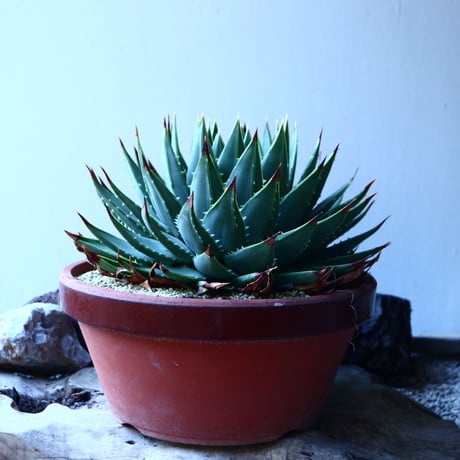 アロエ   ポリフィラ    Aloe polyphylla  no.30101