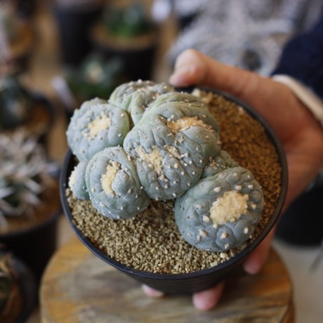 Lophophora williamsii v. decipiens f. monst. / 銀冠玉モンスト(5号)  no.1226/11