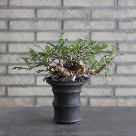 Boswellia neglecta × Atsushi Funakoshi (4.5号)  no.524/9