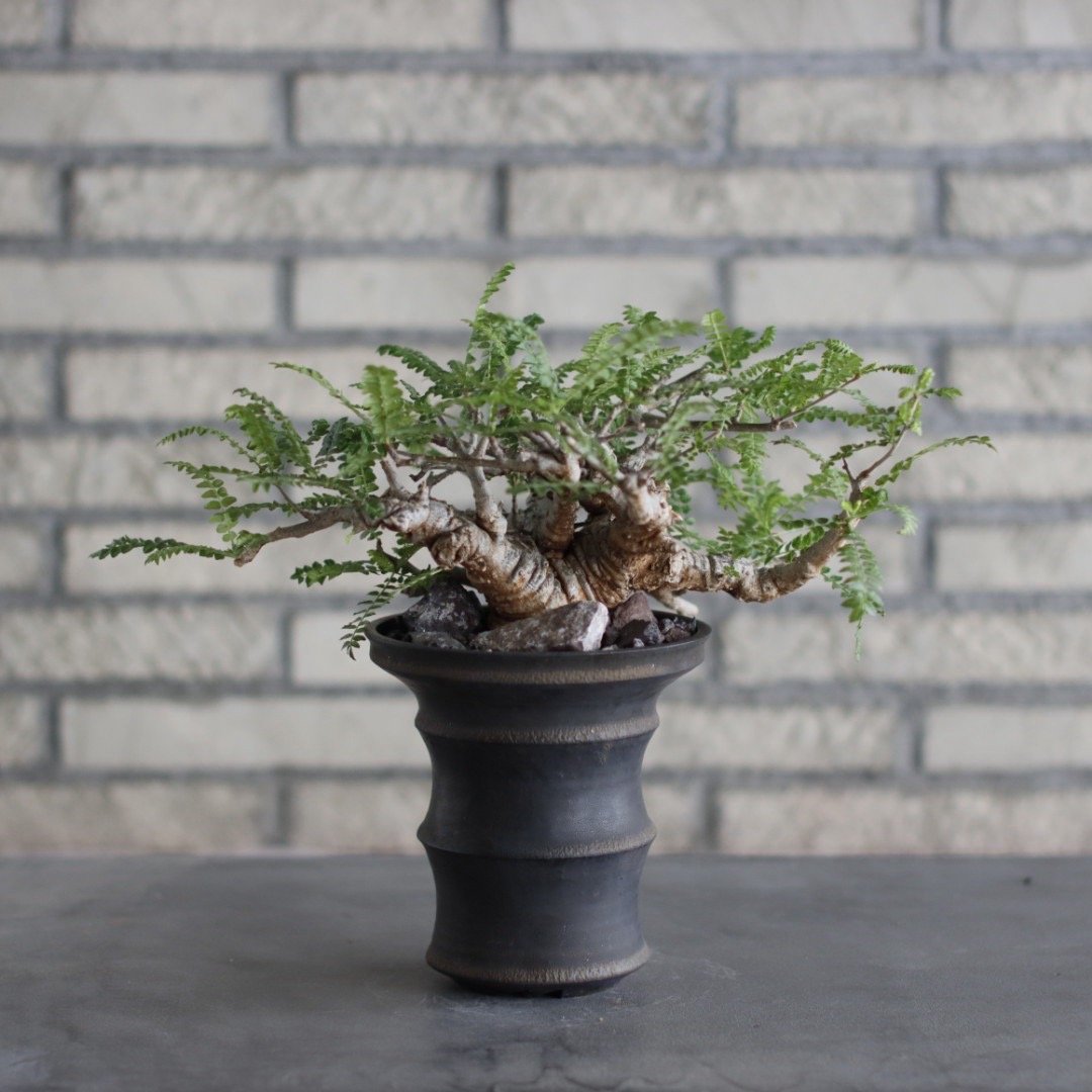 Boswellia neglecta × Atsushi Funakoshi (4.5号)