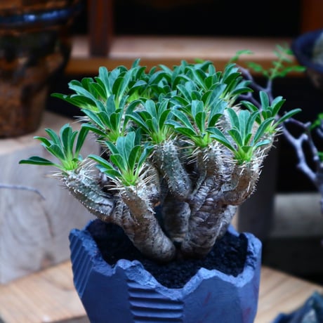 ユーフォルビア   ギラウミニアナ／Euphorbia guillauminiana   no.81527