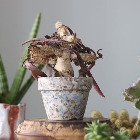 Euphorbia francoisii × YAMABACHI ver. takero pot  no.51911