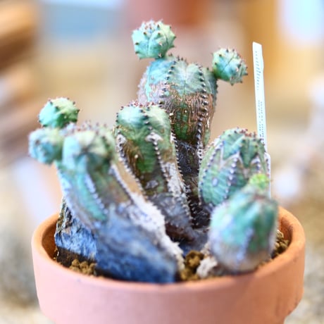 Euphorbia obesa  hyb.× YAMABACHI    no.123130