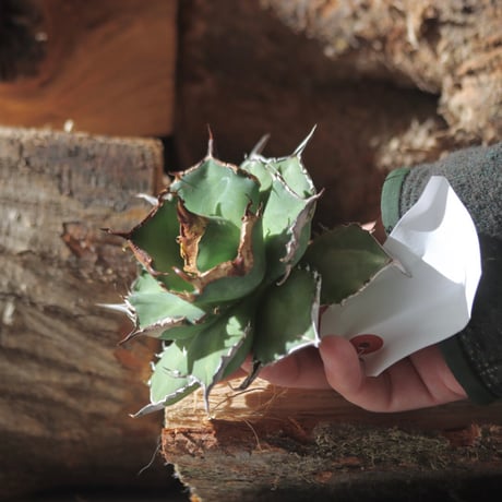U.S. flame (Agave titanota flame) / Style of Chika　no.1203-19