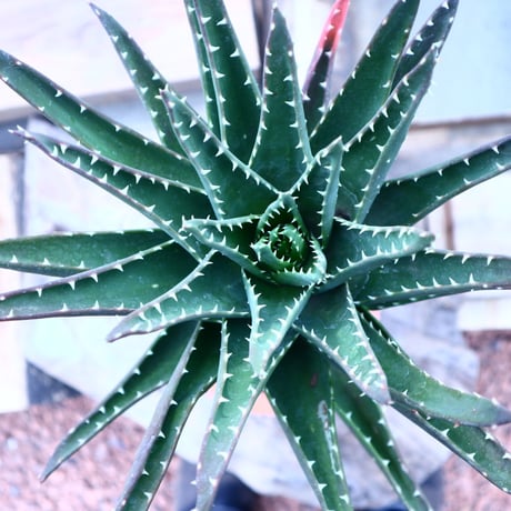 アロエ  ノビリス  不夜城   Aloe nobilis    no.41801
