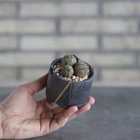 Euphorbia obesa × N/OH(2.5号)  no.510/31