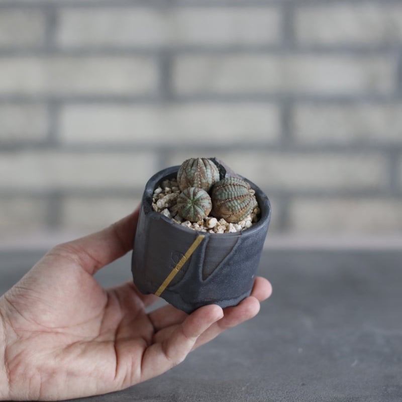 Euphorbia obesa × N/OH(2.5号) no.510/31 | 芽の巣山