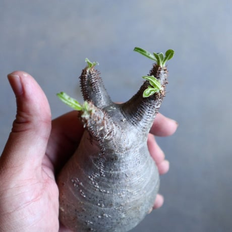 パキポディウム グラキリス   Pachypodium rosulatum var. gracilius no.110323