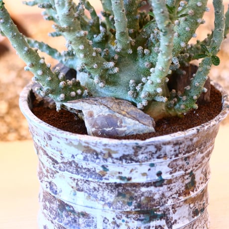 たけろうポット × Dorstenia gigas  no.72369
