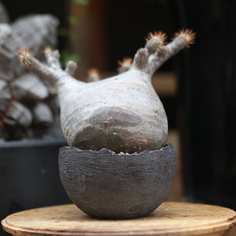 パキポディウム  グラキリス／Pachypodium  gracilius  no.11504