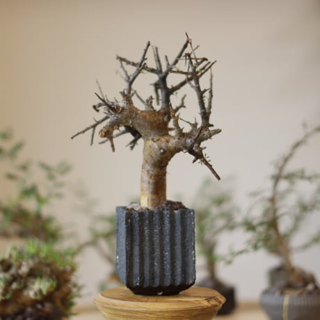 Commiphora foliacea  × soso(3号)  no.1123/8