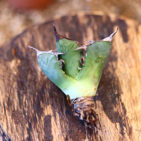 Agave titanota"FO-076" 　no.32491