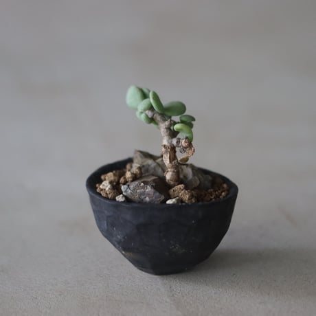 Ceraria pygmaea (挿し木) × たけろうポット   no.714/20