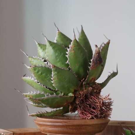 U.S. horrida (Agave horrida) / Style of Chika　no.1130-9