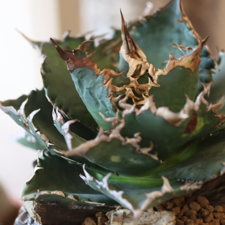 Agave titanota solareclipse × Yuya Morikawa  no.82505