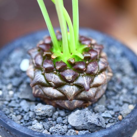 ユーフォルビア  鉄甲丸／Euphorbia bupleurifolia   no.11607