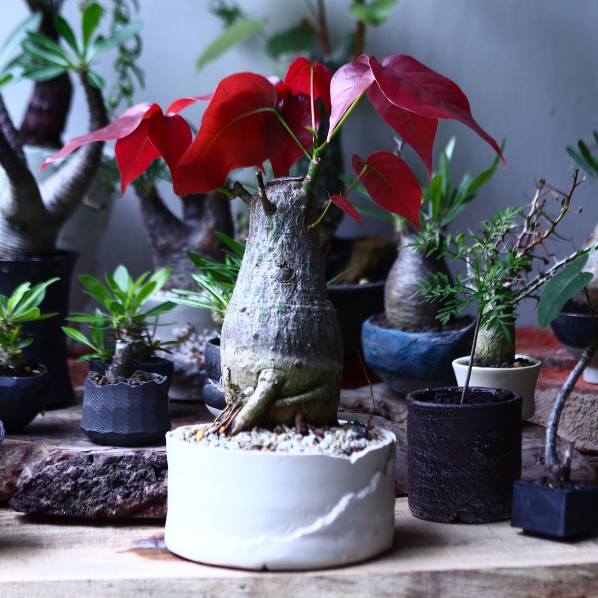 ボンバックス fit=scale-down,w=1200