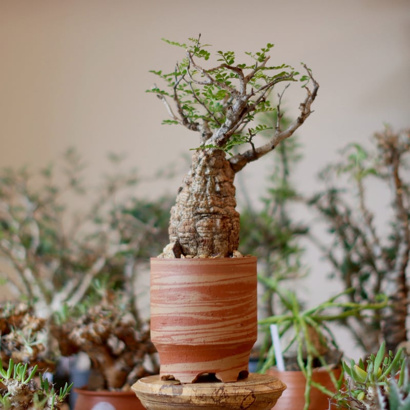 Operculicarya pachypus × N/OH (4号) no.1101/1