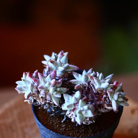ダドレア グリーニー Dudleya greenei  no.111530①