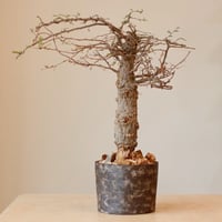 ツルビニカルプス 大疣アロンソイ Turbinicarupus alonsoi no1