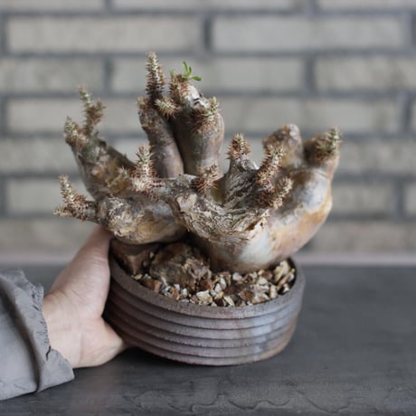 Pachypodiu makayense × PEMONE(5.5号)  no.524/12