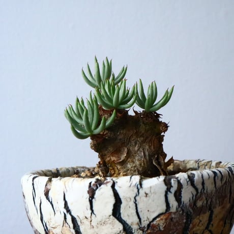 チレコドン  ペアルソニー   Tylecodon pearsonii No.009