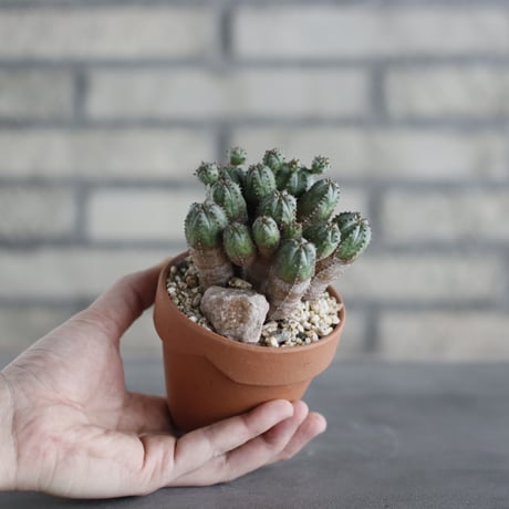 Euphorbia obesa blow (オベサブロウ) / T.W. × YAMABACHI (3号) no.329/12
