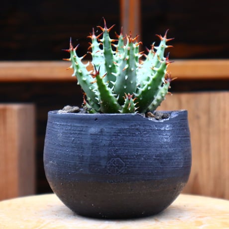 アロエ エリナケア／Aloe melanacantha ssp. var. erinacea  no.61912