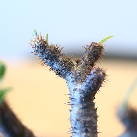 パキポディウム  グラキリス / Pachypodium  gracilius   no.80611