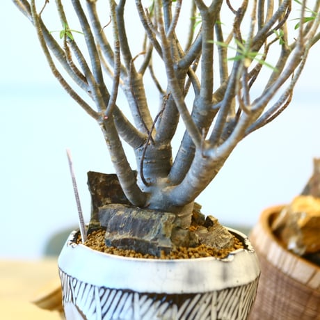 N/OH × Euphorbia balsamifera  no.41491