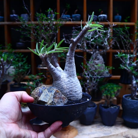 パキポディウム  グラキリス／Pachypodium  gracilius       no.81510