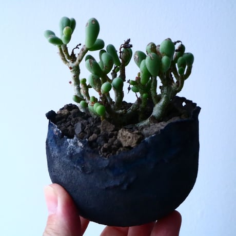 チレコドン   シヌス-アレキサンドラ   群卵   Tylecodon sinus   alexandra  No.034