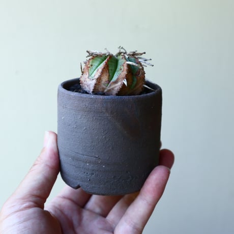 ユーフォルビア  バリダ  hyb   Euphorbia valida  hyb   no.60206