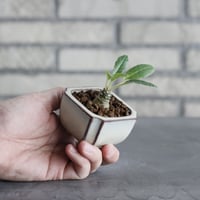 N/OH【澪標-芽の巣山別注】山ノ月ブラック+ moon / M no.51529 |