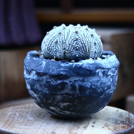 アストロフィツム   スーパー兜／Astrophytum asterias 'Super Kabuto'   no.103140