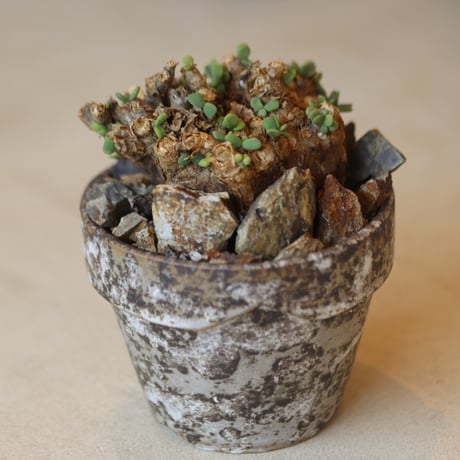 Ceraria pygmaea × YAMABACHI var. takero pot   no.112-39
