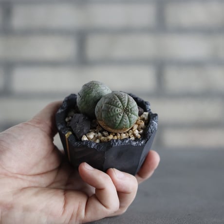 Euphorbia obesa  × N/OH (2.5号)  no.607/9