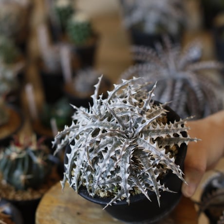Dyckia ‘Little Wing' BCR (16648) (4号鉢)  no.1226/44