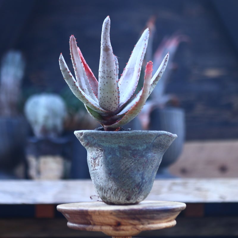 アロエ コニフェラ Aloe conifera no.21411 | 芽の巣山