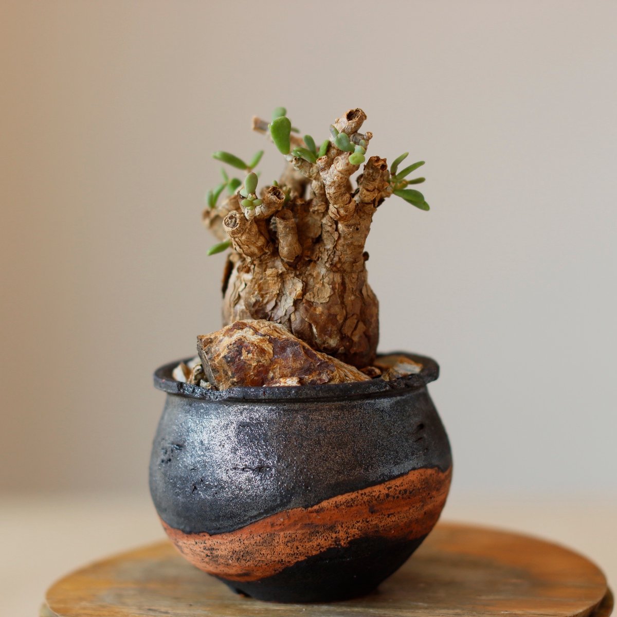 Ceraria pygmaea × N/OH (3号) no.118/29 | 芽の巣山