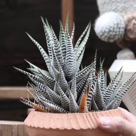 ハオルチア シモフリ／Haworthia fasciata 'Shimofuri'  no.112752