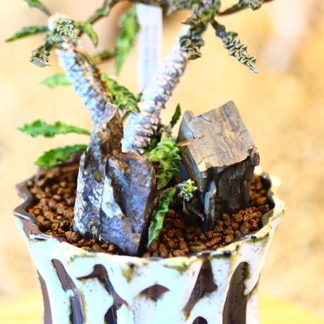 Euphorbia decaryi × soso  no.11418