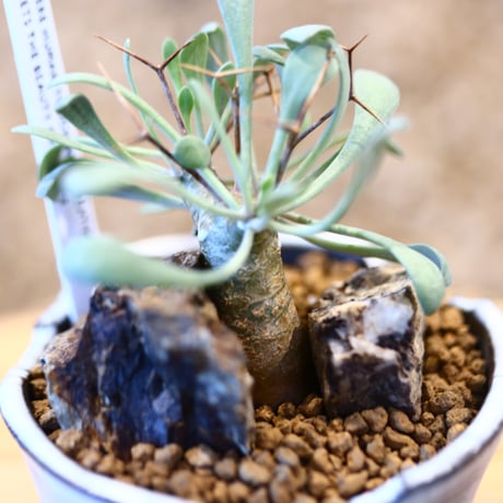 Othonna euphorbioides × N/OH   no.11411