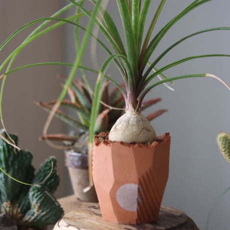Beaucarnea recurvata × N/OH  no.51949