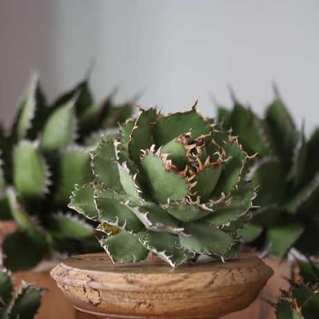U.S. filigree (Agave titanota filigree) / Style of Chika　no.1130-6