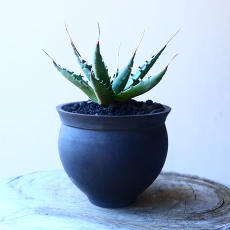 アガベ  ユタエンシス    エボリスピナ  Agave uthaensis var. eborispina   no.20212